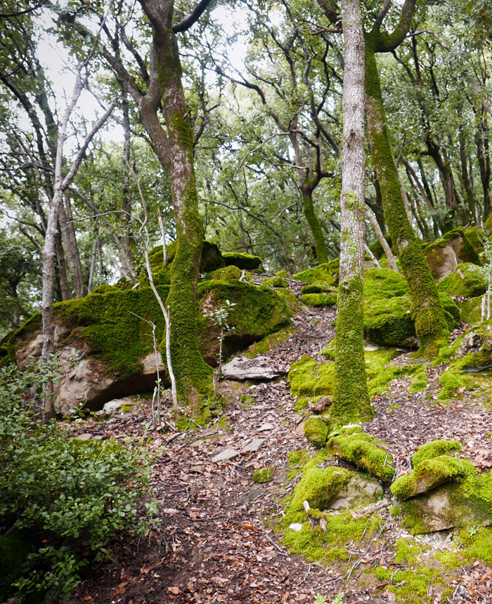 fragancias naturales